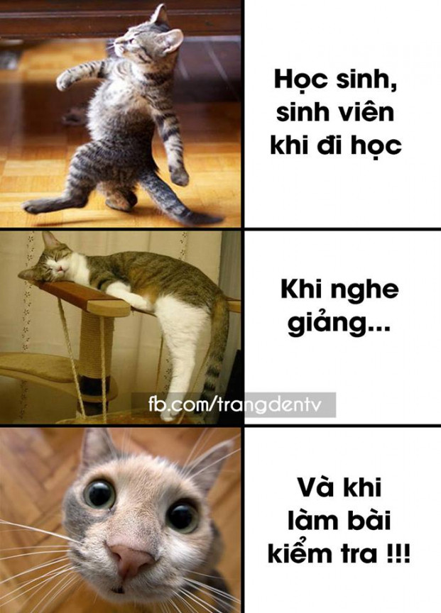 Vào phòng thi là hóa thành con nai vàng ngơ ngác