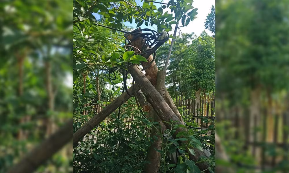 Hang tram ho dan o Thanh Hoa bi chay tivi, tu lanh do dien chap chon-Hinh-2