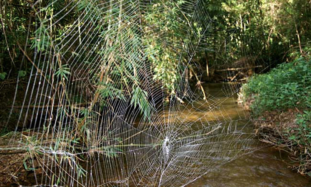 Tiet lo bi mat cua loai nhen tao ra soi to ben nhat the gioi-Hinh-2