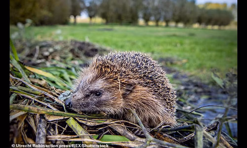 Dan Duc mat ngu vi cu den dem lu nhim lai 