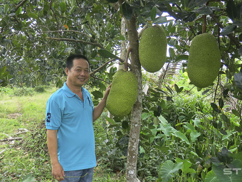 Soc Trang: Phat “sot voi mit Thai, 1,4 trieu/qua, ban ca vuon duoc hon 1,1 ty