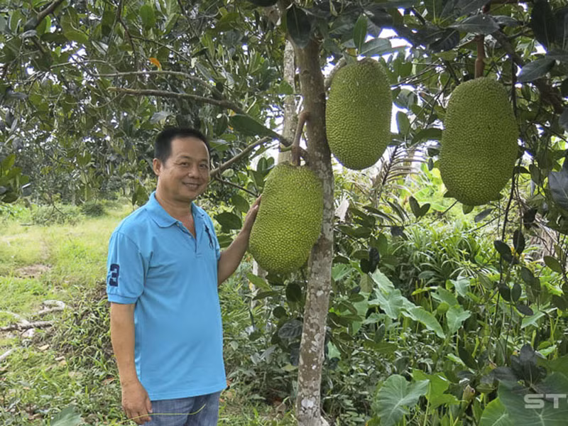 Soc Trang: Phat “sot voi mit Thai, 1,4 trieu/qua, ban ca vuon duoc hon 1,1 ty