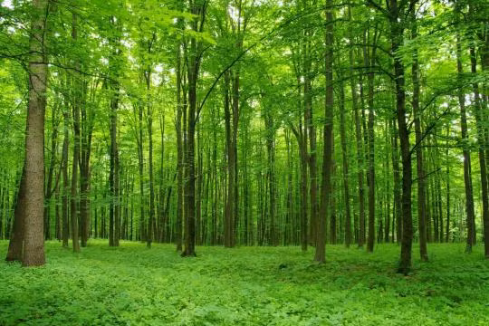 Sau khi phát hiện sự việc kỳ lạ trên, nhóm khách du lịch thông báo với giới chức trách để điều tra.