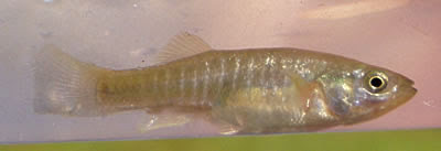 Một động vật khác được con người đưa vào chương trình khám phá, chinh phục vũ trụ là loài cá.