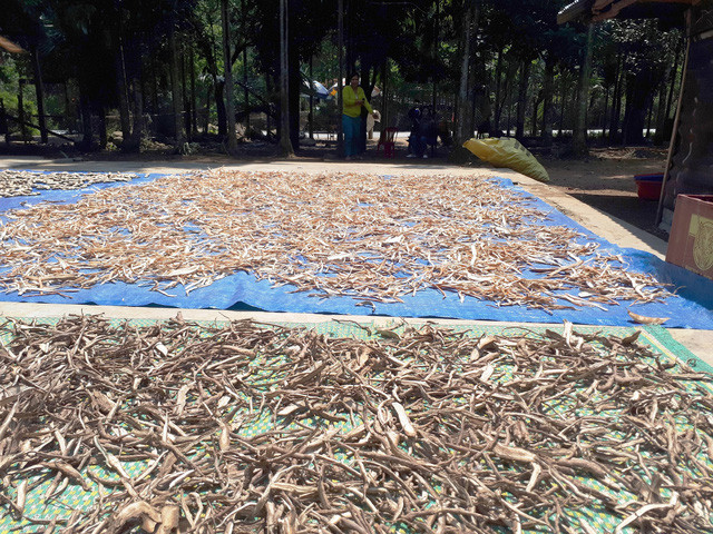 Người dân ở huyện Nam Giang lên rừng đào các loại rễ cây về phơi để bán ngâm rượu. Ảnh: LÊ TRUNG