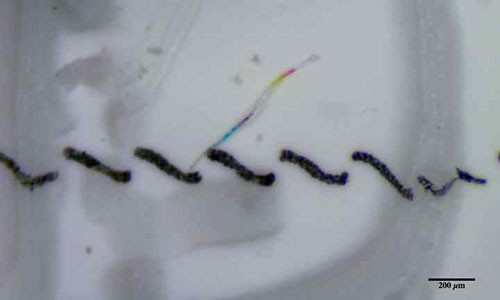 Hạt nhựa siêu nhỏ chứa màu sắc được phát hiện thấy trong nước đóng chai.