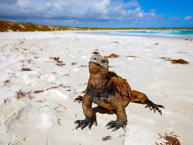 Quần đảo Galapagos: Với những người đam mê thế giới tự nhiên, quần đảo này chính là điểm đến vô cùng lý tưởng. Nằm ngoài khơi bờ biển Ecuador, giữa những ngọn núi lửa đang hoạt động, du khách có thể đi dạo trên những bãi biển xanh, bình dị,và ngắm nhìn những loại động vật kỳ lạ, hiếm có trên thế giới. Tháng 3 cũng là lúc bắt đầu mùa chim về làm tổ ở đây.