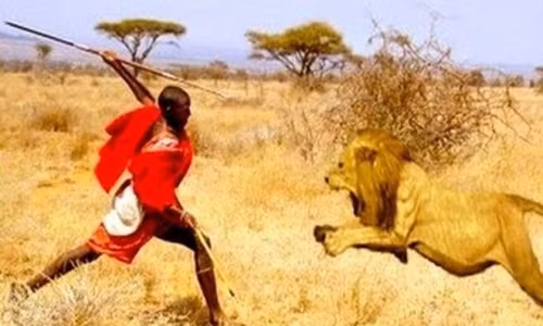 Đấu với sư tử: Hiện tại truyền thống đấu với sư tử của người Masaai ở Kenya và Tanzania đã không còn được duy trì, nhưng trước đó, cách duy nhất để trở thành một người đàn ông thực thụ là đâm chết một con sư tử. Các nam thanh niên sẽ phải làm lễ cắt bao quy đầu, sau đó đi theo nhóm hoặc một mình để săn và giết một con sư tử.