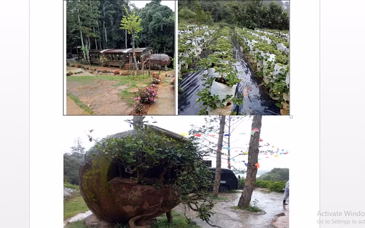 Đúng như "lời đồn", đây là quán cafe có thể phóng tầm mắt ra một không gian bát ngát, với vườn dâu tây xanh mát, khung cảnh thiên nhiên thơ mộng của Đà Lạt.