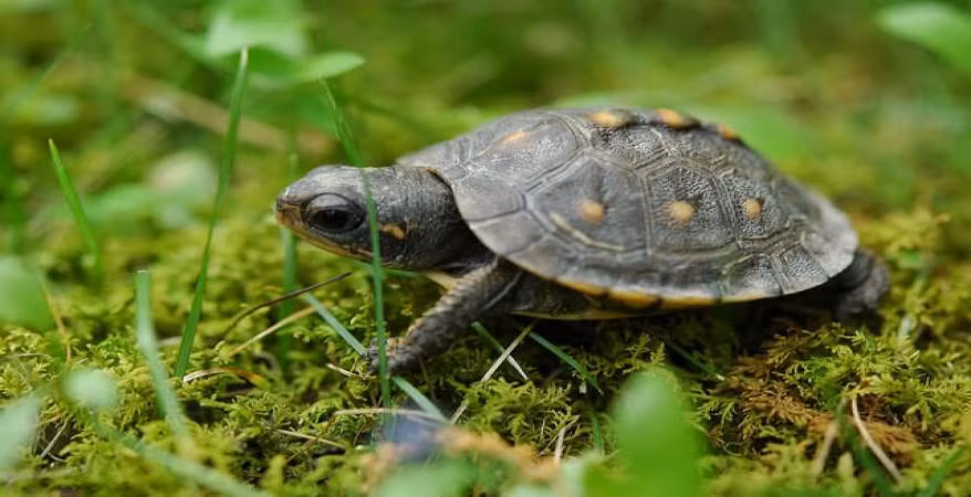 Ví dụ như những vết nứt trên mai rùa nếu chạy song song với đường thẳng chạy từ dưới lên trên thì là điềm lành. Và ngược lại, nếu vết nứt bị cắt ngang được cho là điềm dữ.