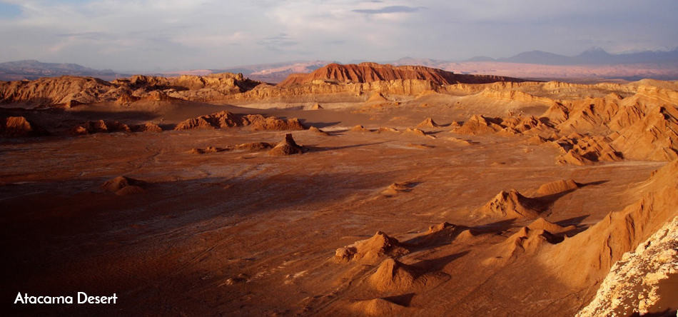 Do hầu như không có mưa, thảm thực vật và động vật ở sa mạc Atacama vô cùng ít ỏi.