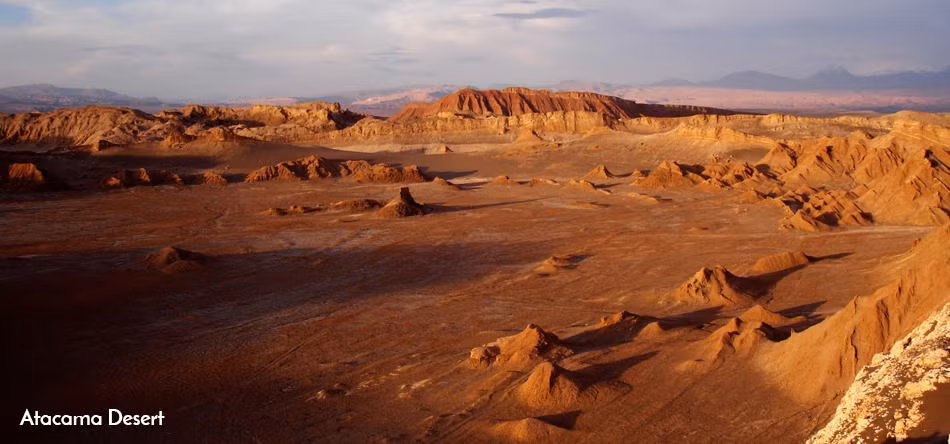 Do hầu như không có mưa, thảm thực vật và động vật ở sa mạc Atacama vô cùng ít ỏi.