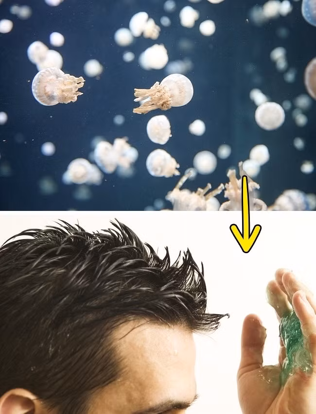  5. Gel dưỡng tóc làm từ sứa. Vào thời Trung cổ, người Nhật Bản phát minh ra một loại gel dưỡng tóc có trong sứa. Một người đàn ông đã bắt một con sứa, chà xát lên tóc và phát hiện ra chúng giúp giữ mái tóc gọn gàng hơn. 