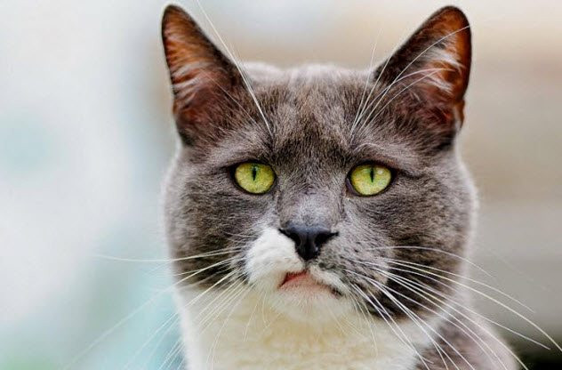 Trong những năm 1960, Cục Tình báo Trung ương Mỹ (CIA) tiến hành dự án mang tên "Mèo nghe lén" (Ascoustic Kitty). Vì vậy, chúng được kỳ vọng sẽ trở thành những con mèo điệp viên tham gia các nhiệm vụ do thám, nghe lén.