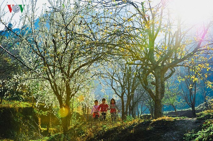 Giữa đại ngàn núi đá, hoa đào, hoa mận nở ở Hà Giang như những đường cọ vẽ thêm hương sắc cho một mùa xuân thật đẹp, ngai ngái ở đó mùi hoa cải bay lên hòa quyện cùng khí trời trong lành.