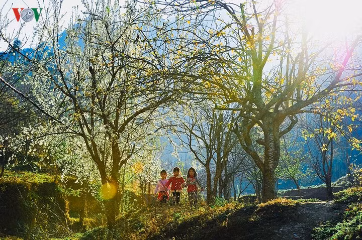 Giữa đại ngàn núi đá, hoa đào, hoa mận nở ở Hà Giang như những đường cọ vẽ thêm hương sắc cho một mùa xuân thật đẹp, ngai ngái ở đó mùi hoa cải bay lên hòa quyện cùng khí trời trong lành.