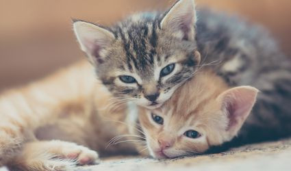 Tuy nhiên, con mèo của CIA bị mất tập trung và bị một xe taxi cán phải trước khi tiếp cận mục tiêu. Vì vậy, nhiệm vụ đầu tiên của mèo điệp viên thất bại.