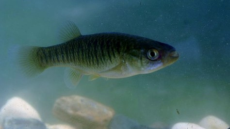 Hai con cá trên đã hoàn thành sứ mệnh và sống sót trong môi trường không trọng lực.