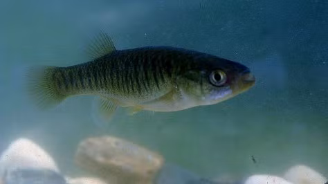 Hai con cá trên đã hoàn thành sứ mệnh và sống sót trong môi trường không trọng lực.