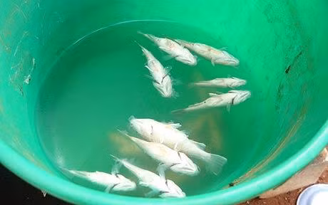 Các chuyên gia cho rằng những con cá pecca bị hút lên trong một cơn bão trước khi rơi xuống thị trấn Lajamanu.