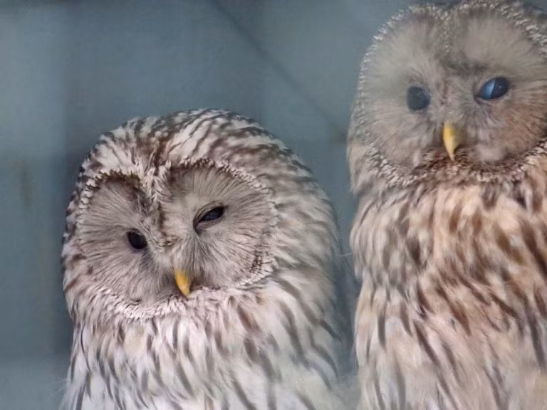 Người xưa còn từng tin rằng, một số động vật có thể được dùng như thuốc chữa bệnh. Vì vậy, người ta từng tin loài cú có thể điều trị bệnh gout (gút).