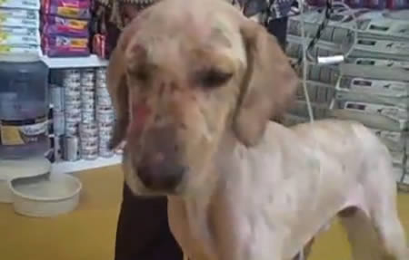 Cụ thể, khi ngôi nhà bị cháy, Saul đang ngủ. Khi phát hiện đám cháy, chú chó Rosco sủa liên tục để đánh thức cậu bé Saul.