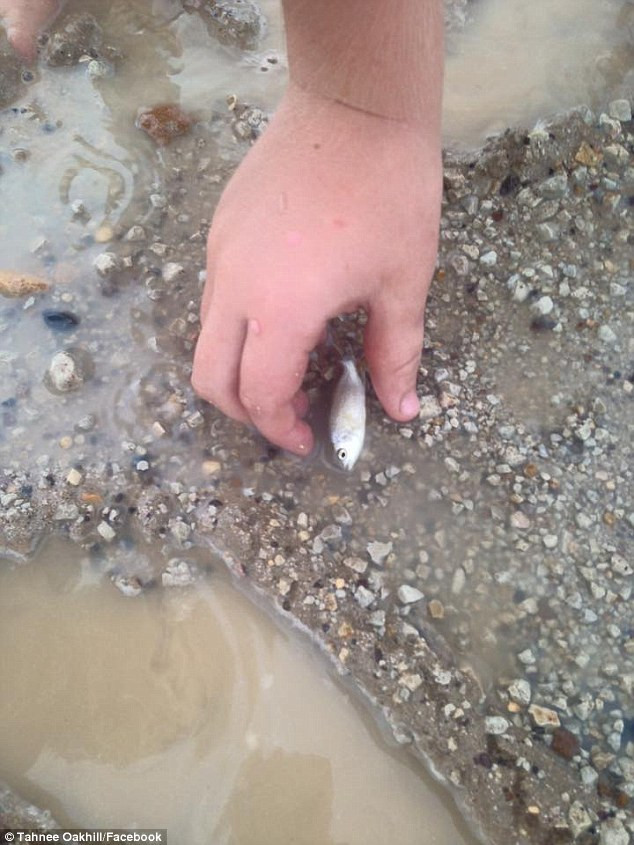 Một số người dân ở vùng Winton đã quay lại video cảnh họ bắt được những con cá nhỏ nằm trong vũng nước đọng lại trên mặt đất sau cơn mưa lạ trên.