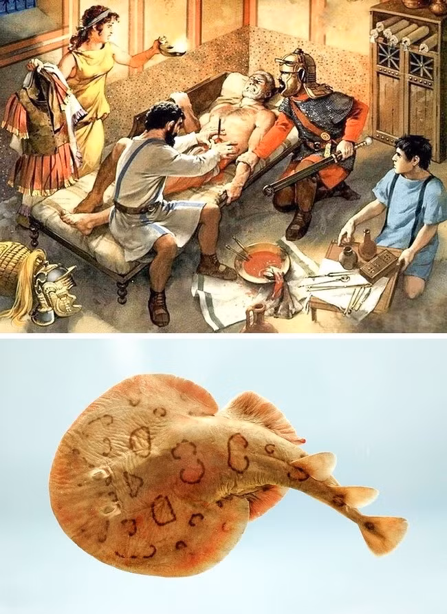  3. Cá đuối gây tê. Khi chưa phát minh ra thuốc tê hay thuốc gây mê, người ta sử dụng loại động vật này để giảm bớt cơn đau cho bệnh nhân. Người Hy Lạp cổ sử dụng chúng trong y khoa, trong khi phẫu thuật hoặc sinh con. 