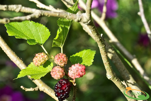 Cành dâu được cho là có tác dụng trừ tà. Chính vì vậy, người xưa thường mang theo một cành dâu bên người để tránh ma quỷ xâm phạm khi đi đường xa hoặc ra ngoài vào ban đêm.