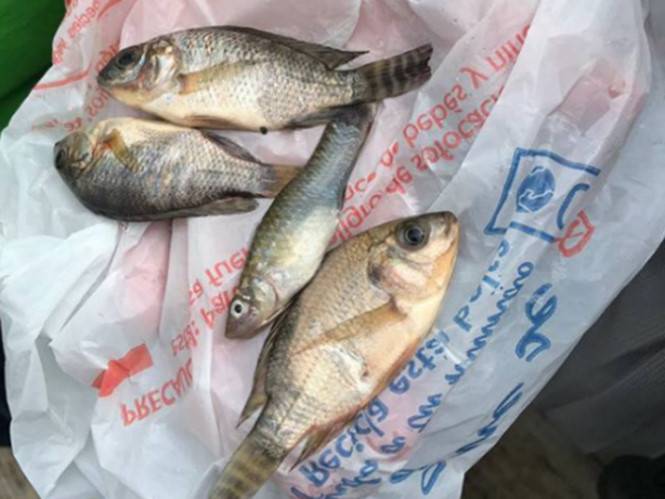 Vào tháng 9/2017, một trận mưa cá khó tin xảy ra ở thành phố Tampico thuộc bang Tamaulipas, đông bắc Mexico.