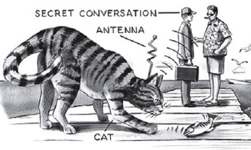 CIA chọn mèo tham gia dự án này là vì chúng có kích thước khá nhỏ, có thể di chuyển lặng lẽ mà không thu hút sự chú ý của những người xung quanh.