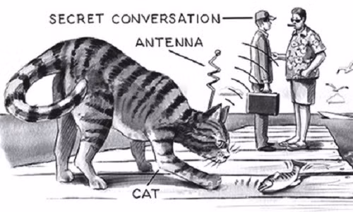 CIA chọn mèo tham gia dự án này là vì chúng có kích thước khá nhỏ, có thể di chuyển lặng lẽ mà không thu hút sự chú ý của những người xung quanh.