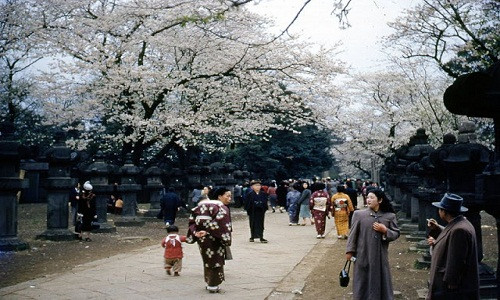 Cuộc sống thanh bình của người dân Nhật Bản sau Chiến tranh thế giới 2 đã được Norm Olson chụp lại trong loạt ảnh màu đáng chú ý. Trong ảnh là người dân Nhật Bản đi ngắm hoa giai đoạn từ năm 1951 - 1955.