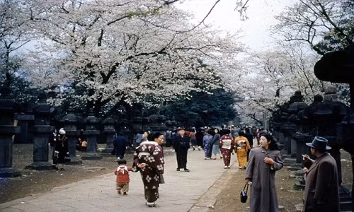 Cuộc sống thanh bình của người dân Nhật Bản sau Chiến tranh thế giới 2 đã được Norm Olson chụp lại trong loạt ảnh màu đáng chú ý. Trong ảnh là người dân Nhật Bản đi ngắm hoa giai đoạn từ năm 1951 - 1955.