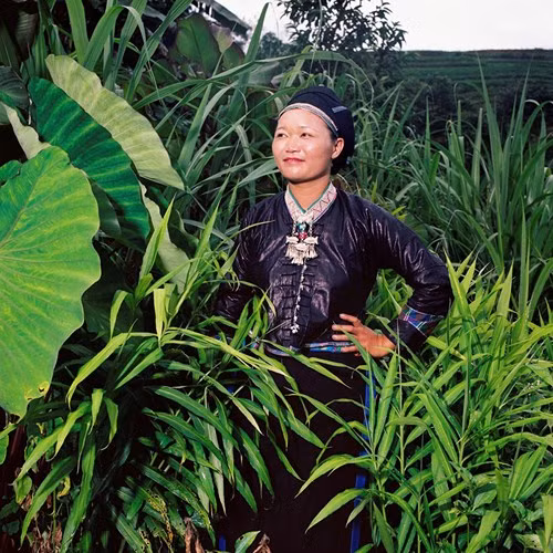 Một phụ nữ trẻ người Nùng trong trang phục truyền thống, giữa những khóm cây xanh mướt trong vườn nhà. Bức ảnh được chụp tại bản người Nùng thuộc Huyện Hoàng Su Phì.