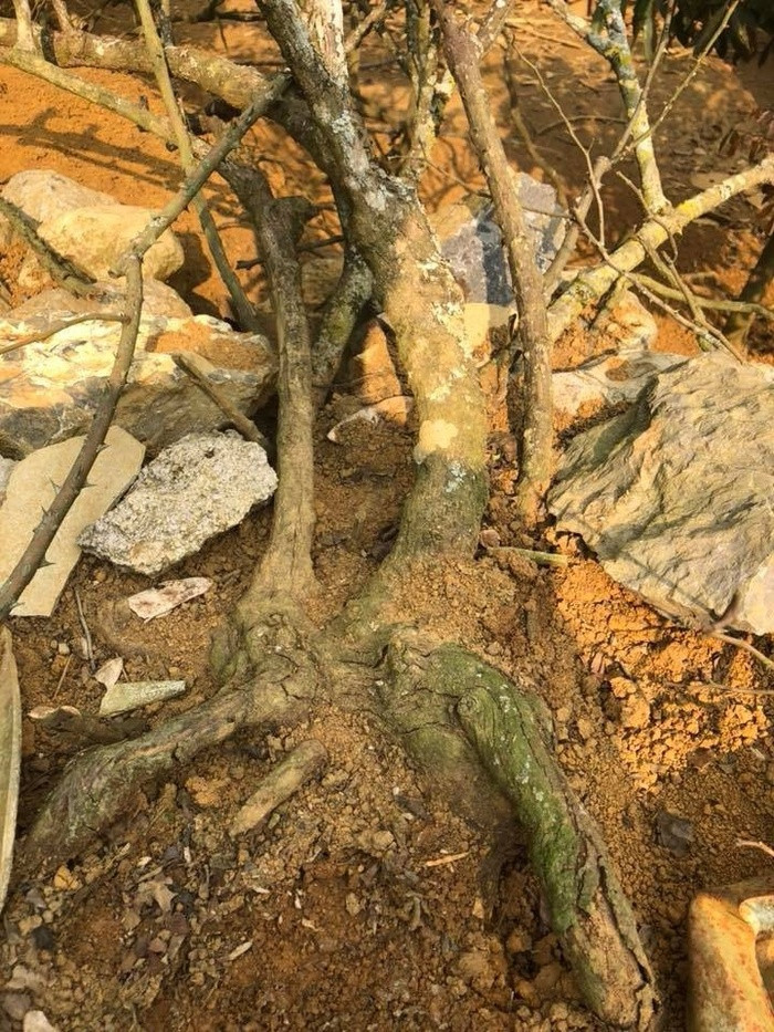 Gốc cây hồng cổ có tuổi đời gần 20 năm