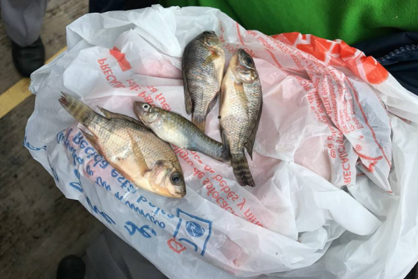 Các viên chức phòng vệ dân sự ở Tampico đã xác nhận cơn mưa rào có kèm theo cá nhỏ rơi xuống phủ đầy mặt đường. Sự việc này khiến người dân vô cùng thích thú.