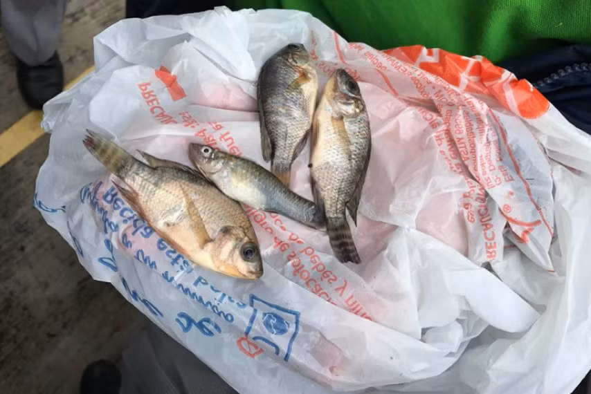 Các viên chức phòng vệ dân sự ở Tampico đã xác nhận cơn mưa rào có kèm theo cá nhỏ rơi xuống phủ đầy mặt đường. Sự việc này khiến người dân vô cùng thích thú.