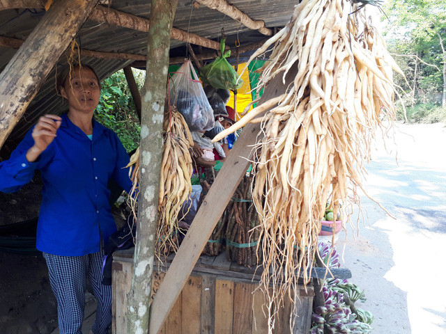 Sâm, các loại rễ cây để ngâm rượu được người dân bán tràn lan dọc tuyến QL14B huyện Nam Giang - Ảnh: LÊ TRUNG