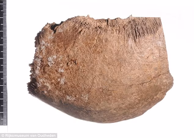 Kết quả nghiên cứu cũng chỉ ra chế độ ăn uống hàng ngày của người phụ nữ này có lượng đáng kể từ thịt động vật săn mồi.