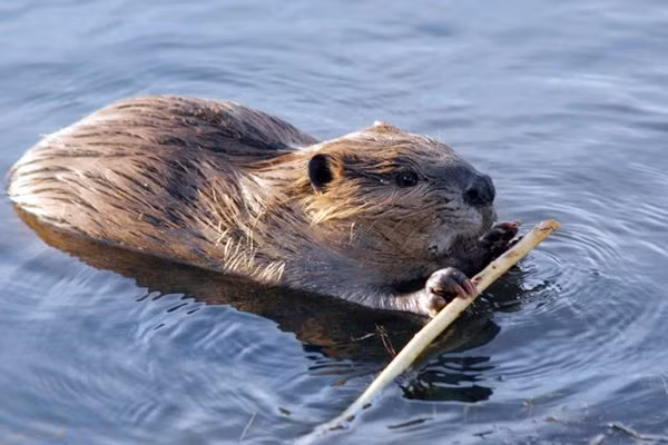 Ví dụ như các nhà khoa học khi ấy không coi loài ong là côn trùng. Thay vào đó, họ cho rằng chúng là một loài chim nhỏ. Thêm nữa, người xưa còn cho rằng, hải ly thuộc loài cá vì nó biết bơi.