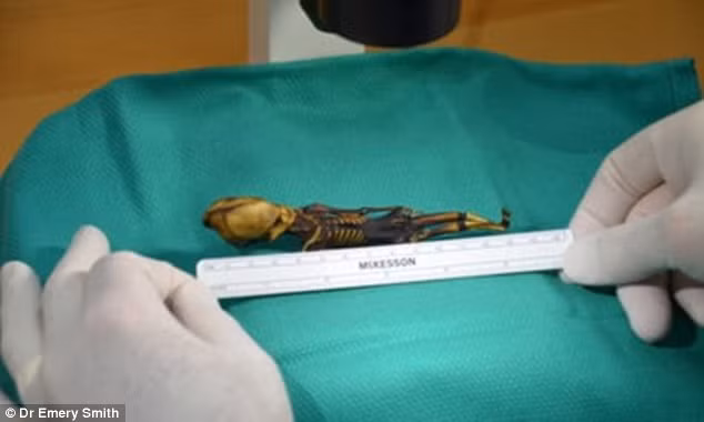 Trước khi có kết quả trên, các chuyên gia suy đoán bộ xương trên thuộc về một đứa trẻ 6 - 8 tuổi dù kích thước của nó chỉ bằng một phôi thai.