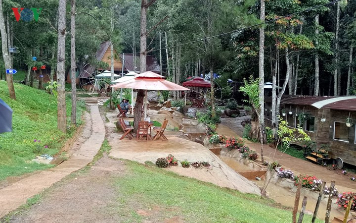 Quán cà phê lọt thỏm trong rừng thông với khung cảnh thiên nhiên đầy thơ mộng.