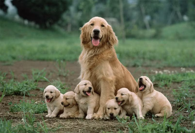 Dân gian ta còn lưu truyền một cách thức trừ tà, ma quỷ khác là sử dụng máu chó. Điều này xuất phát từ quan niệm mùi máu tanh sẽ khiến hồn ma khiếp sợ, không dám lại gần.