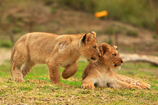 May mắn là bé gái được 3 con sư tử bảo vệ và cứu thoát khỏi những kẻ bắt cóc, muốn ép buộc em phải kết hôn với 1 kẻ trong số bọn chúng.