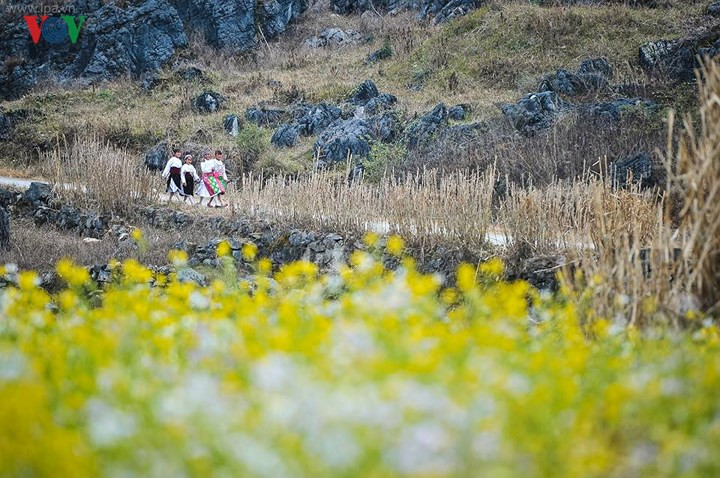 Hoa xen cùng đá trong một khung cảnh cổ tích khiến ta ngỡ như vừa lạc vào chốn bồng lai nơi hạ giới.