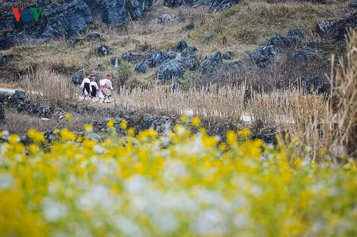 Hoa xen cùng đá trong một khung cảnh cổ tích khiến ta ngỡ như vừa lạc vào chốn bồng lai nơi hạ giới.