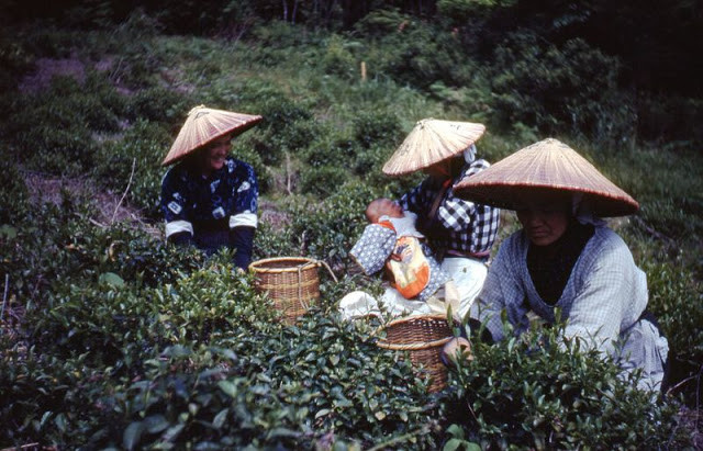 Tranh thủ lúc nghỉ, nữ công nhân hái chè chăm con nhỏ.