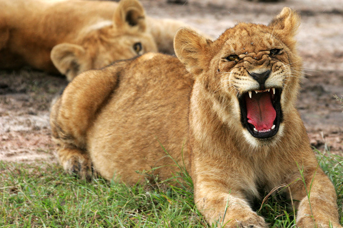 Về sau, họ phát hiện 3 con sư tử đứng quanh canh gác cho bé gái an toàn và chúng trở lại khu rừng khi nhìn thấy mọi người tìm thấy em.