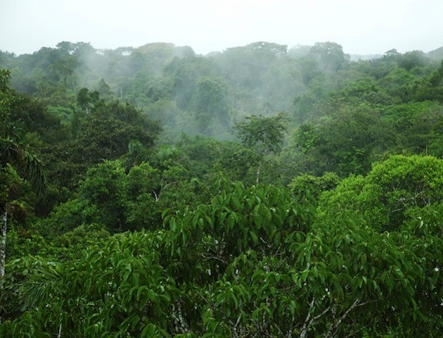 Sau khi tìm được một chút thức ăn, Koepcke quyết định tìm người giúp đỡ. Do vậy, cô lạc trong rừng suốt 9 ngày để tìm kiếm sự giúp đỡ.